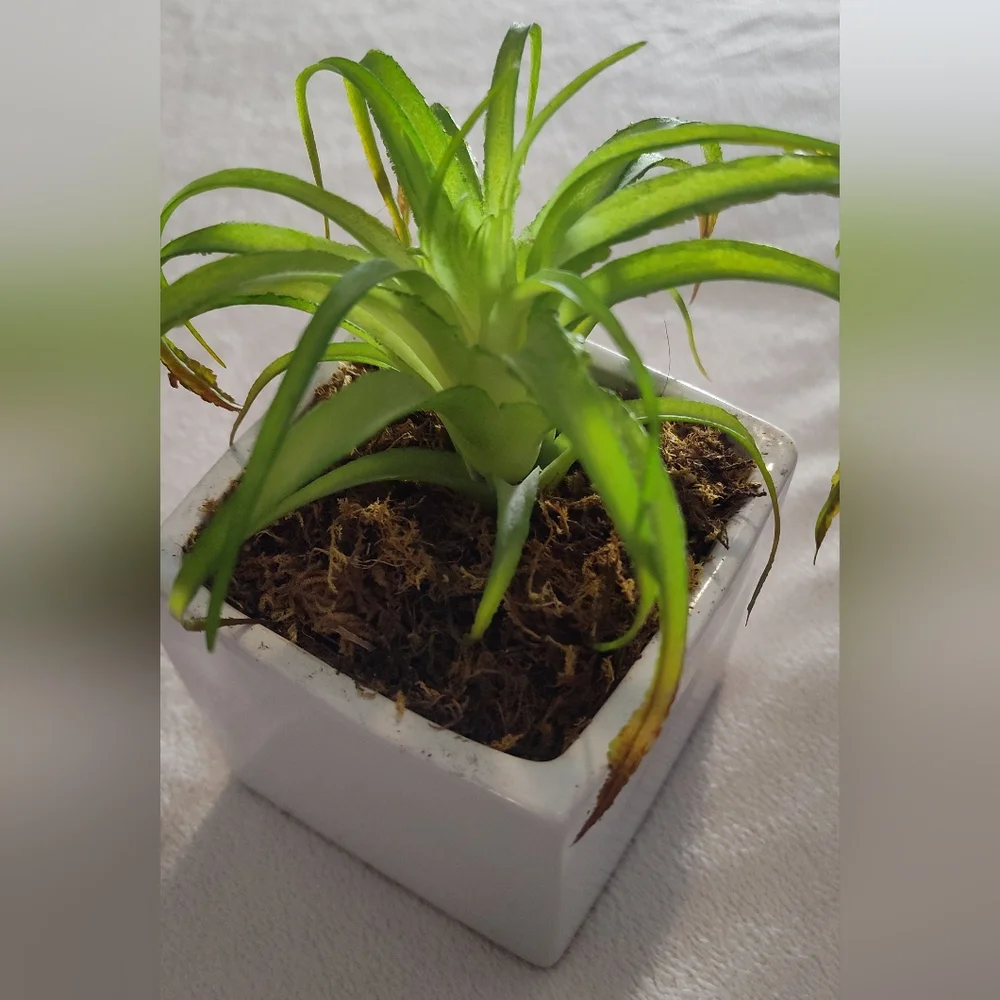 2 Green Faux Succulent in White Planter Set